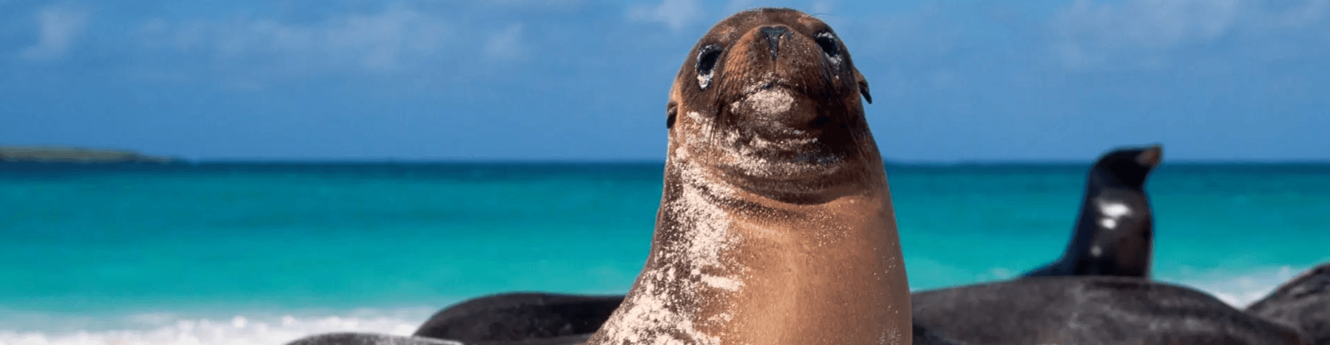 9 faits fascinants sur les îles Galápagos. - background banner